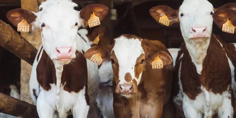 cows on a farm