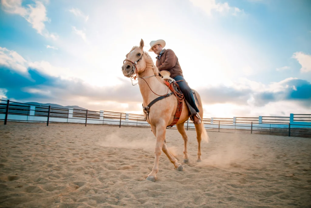 Rodeo horse
