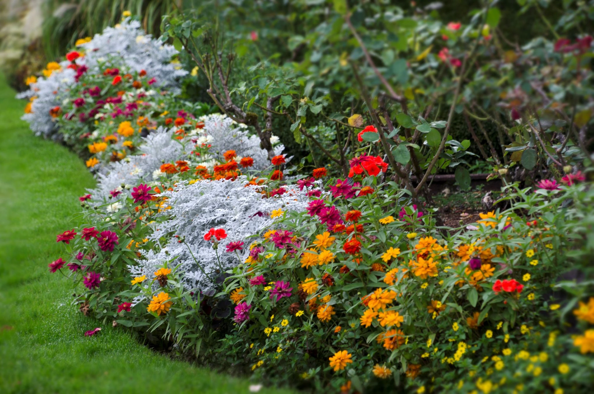 flowers in a garden