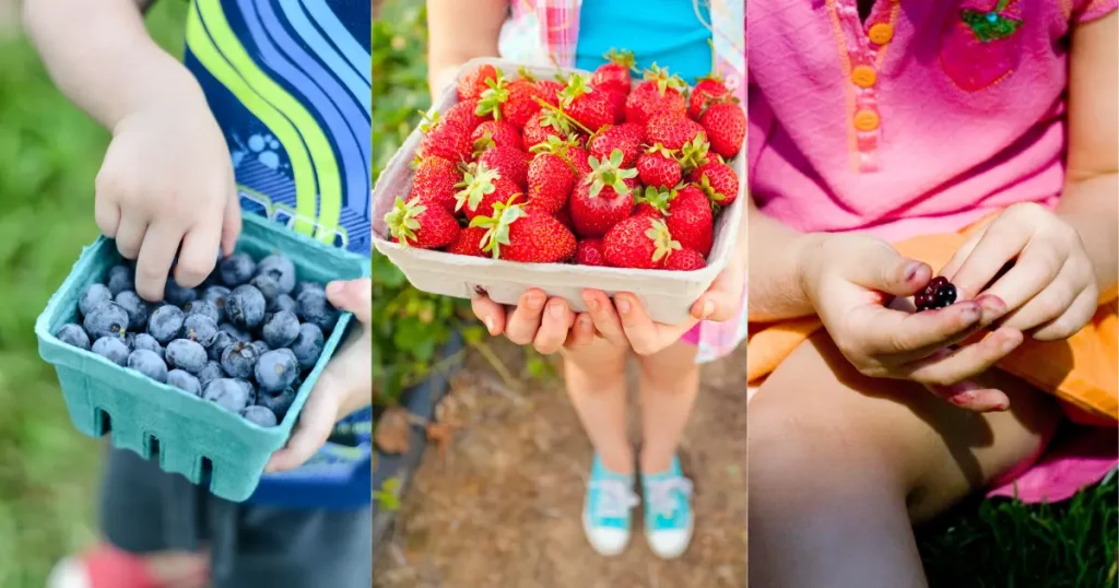 collage of children picking berries, bluebuerries strawberries, and raspberries