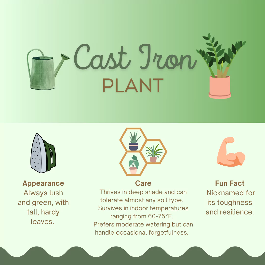 infographic by senior resource with information about cast iron plant including their care