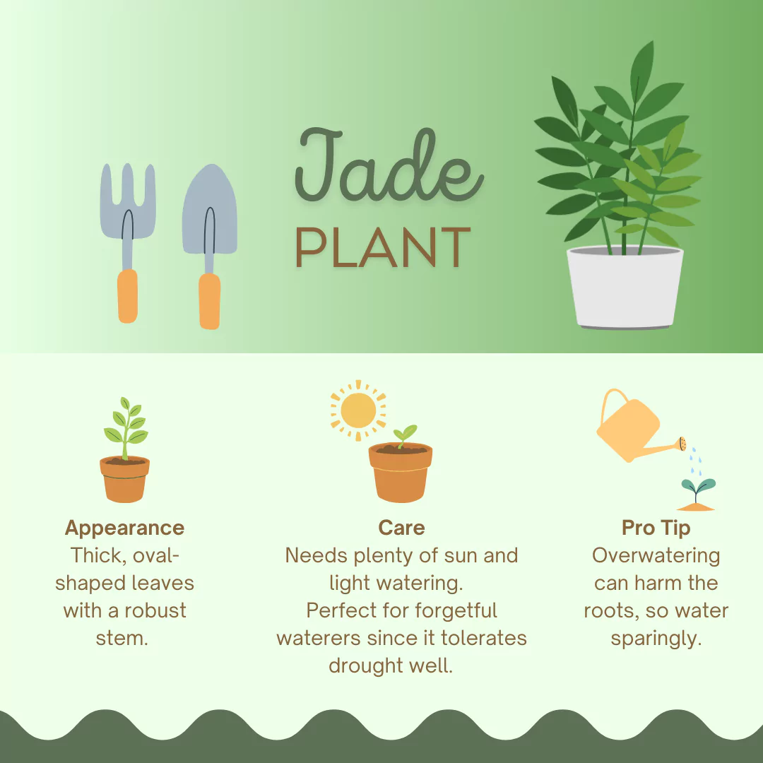 senior resource infographic jade plant care information including appearance care and overwatering tips