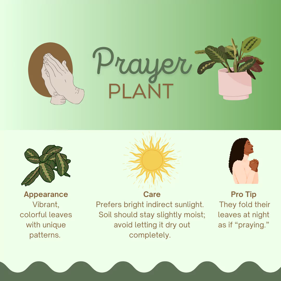 prayer plant infographic by senior resource about their appearance, care, and pro tips