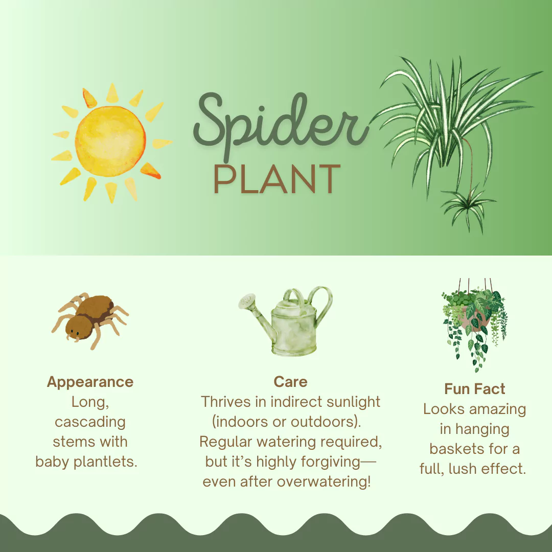 5 Best Low-Maintenance Houseplants For Seniors and Retirees | SeniorResource