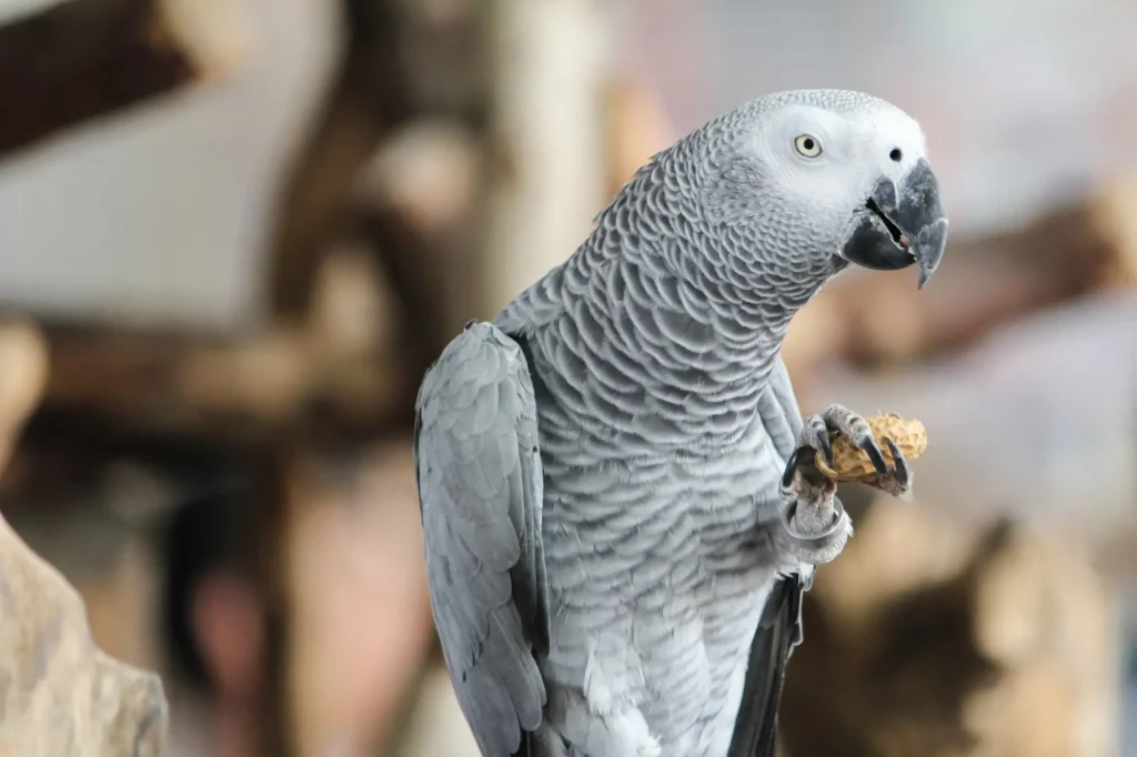 african grey parrot
