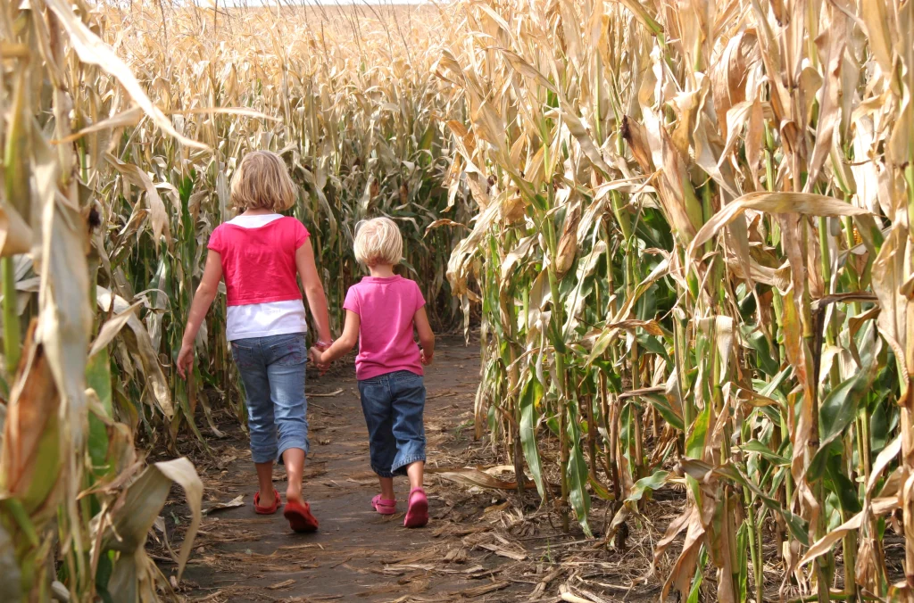 Two children walking through a corn maze in the fall