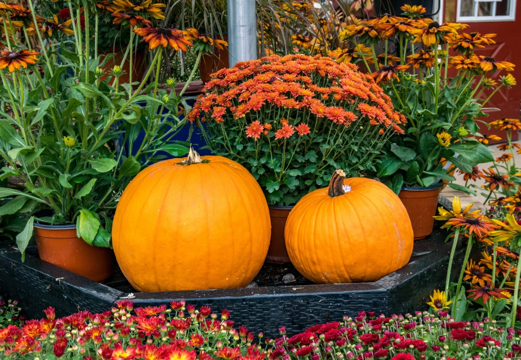 fall garden with pumpkins in the front