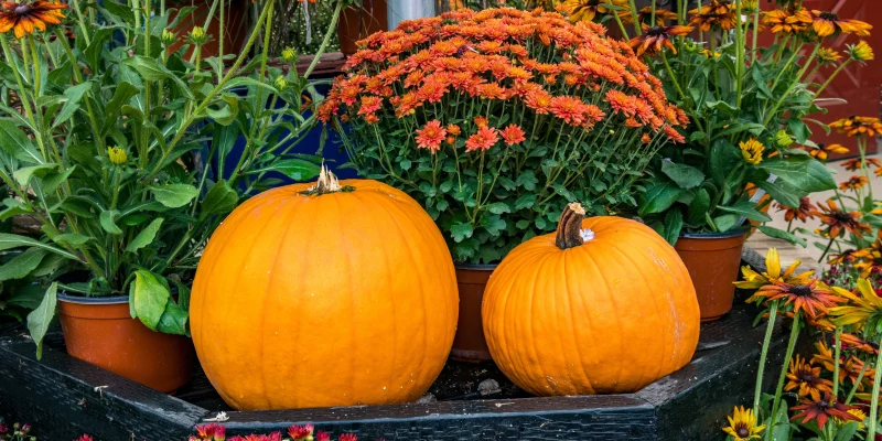 fall garden with pumpkins in the front