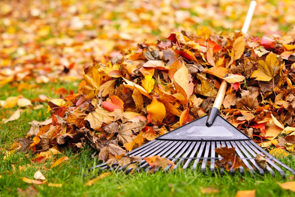 fall leaf pile with a rake laying on top