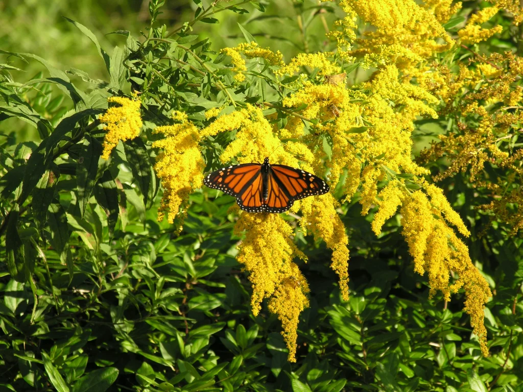 goldenrod flowers with a butterfly