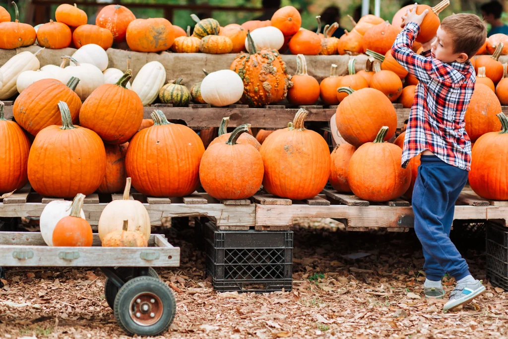pumpkin picking