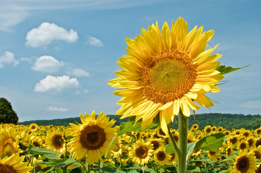 sunflowers in an open field