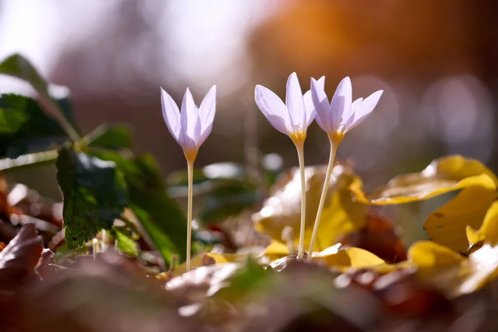 Blooming crocus flower