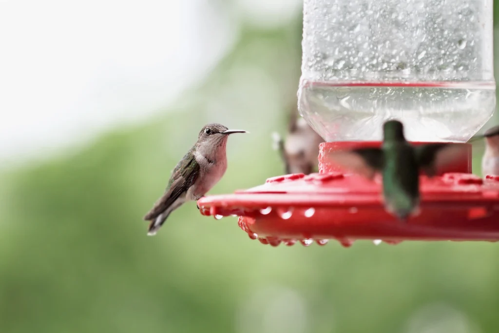 A beautiful female Ruby Throated Hummingbird perched on a feeder with other hummingbirds perched around her after a rain storm. Extreme shallow depth of field with selective focus on bird in center.