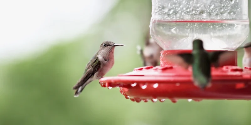 A beautiful female Ruby Throated Hummingbird perched on a feeder with other hummingbirds perched around her after a rain storm. Extreme shallow depth of field with selective focus on bird in center.
