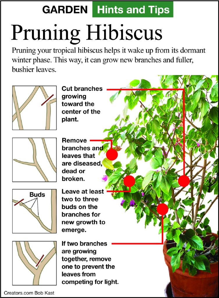 Tropical Houseplant Fall Care infographic from Jeff Rugg column, A Greener View
