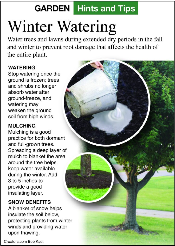 watering fall plants infographic from Jeff Rugg column A Greener View