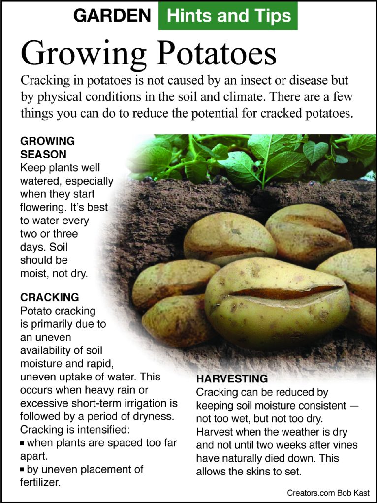 Fall vegetables hints and tips infographic from Jeff Rugg column A Greener View
