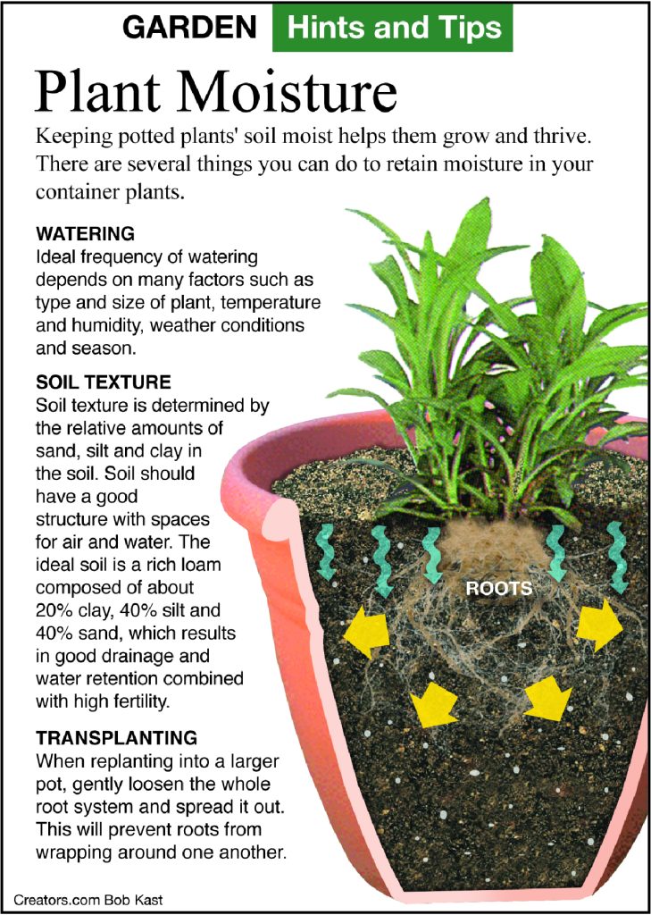 watering houseplant tips from Jeff Rugg column, A Greener View