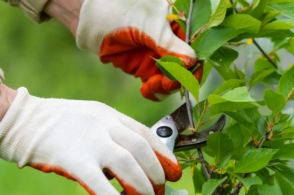 pruning