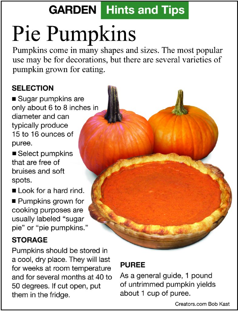 pumpkin pie infogaphic from Jeff Rugg Garden Tips