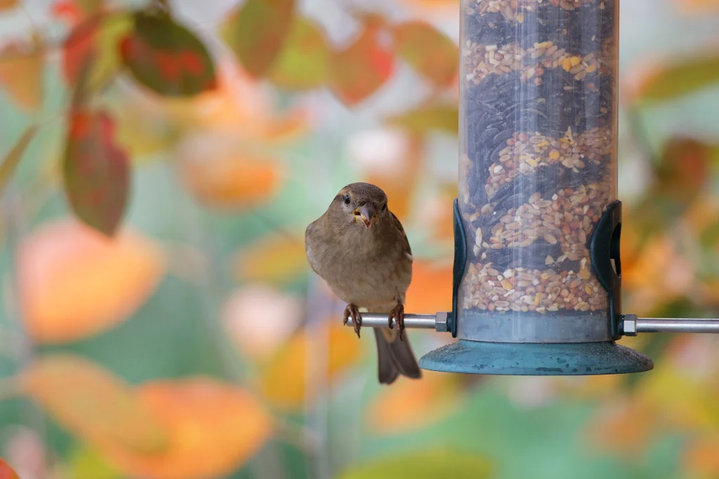 sparrow eating seeds from a bird feeder. seasonal bird feeding
