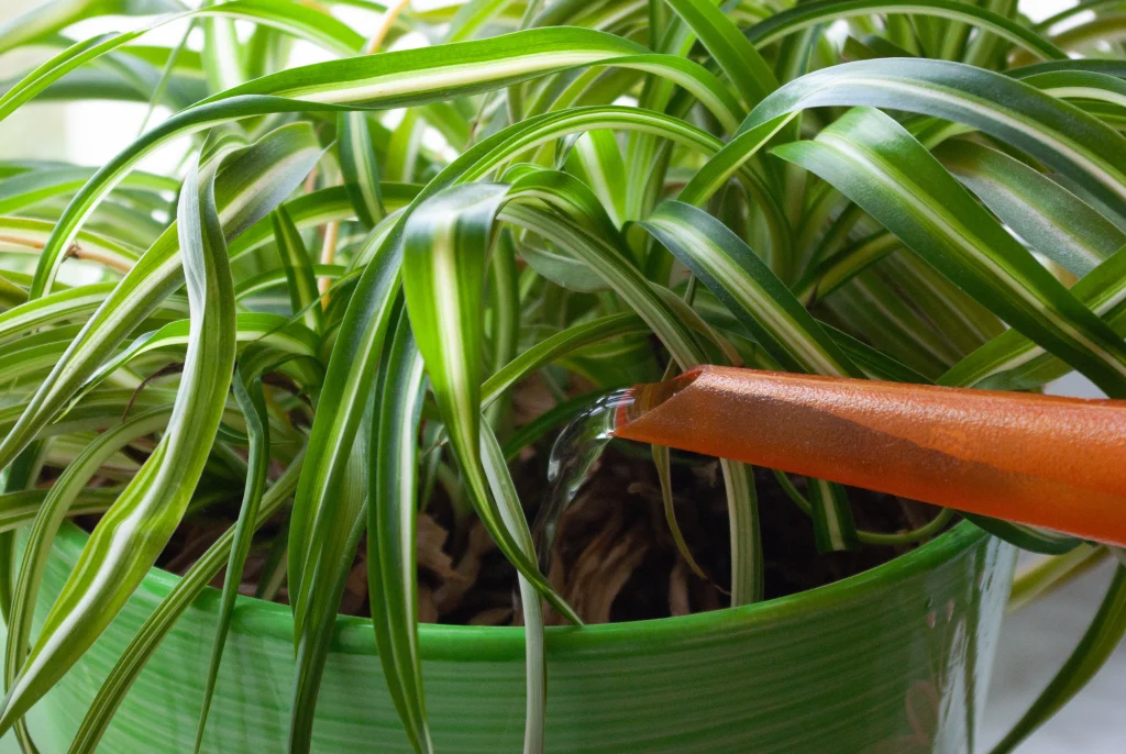 watering houseplants close up