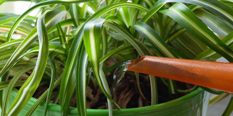 watering houseplants close up