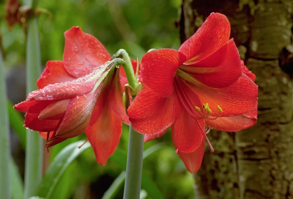 Amaryllis 