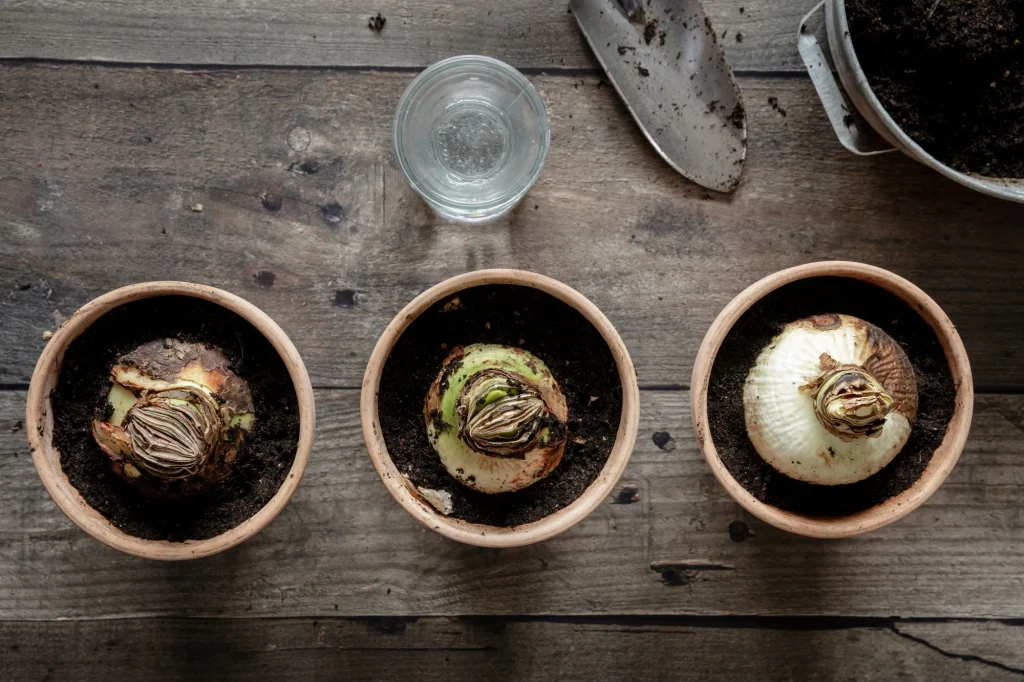 Amaryllis bulbs