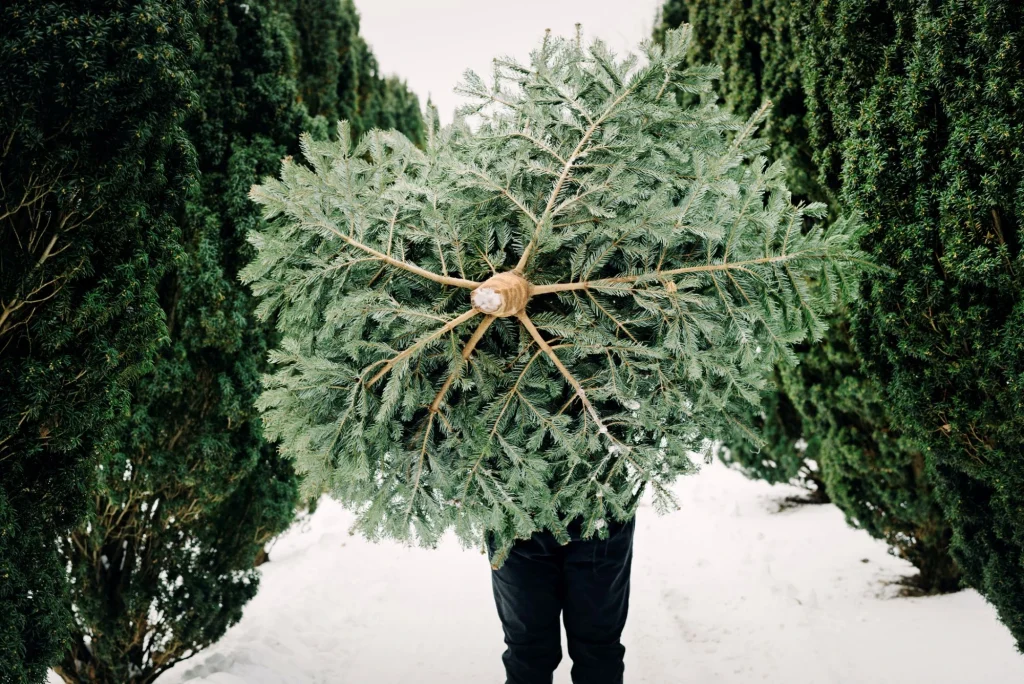 christmas tree farm