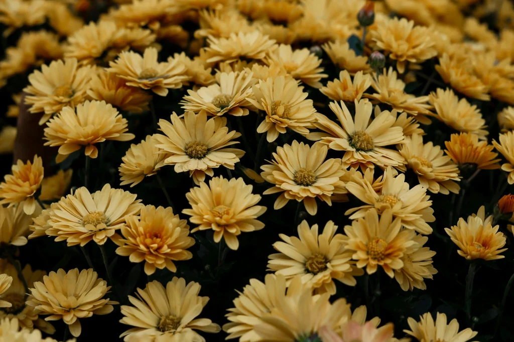 fall mums, yellow