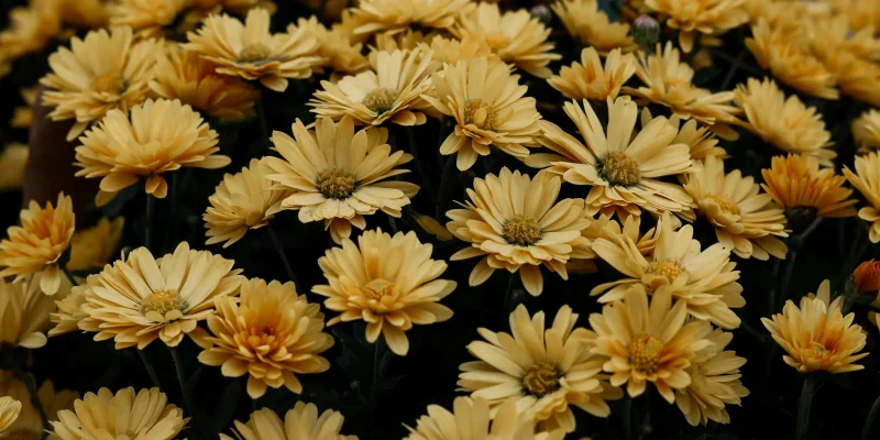 fall mums, yellow