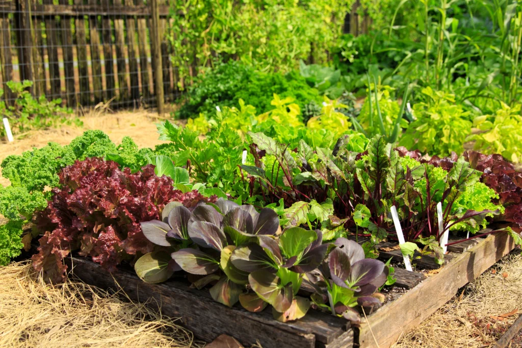 veggie garden