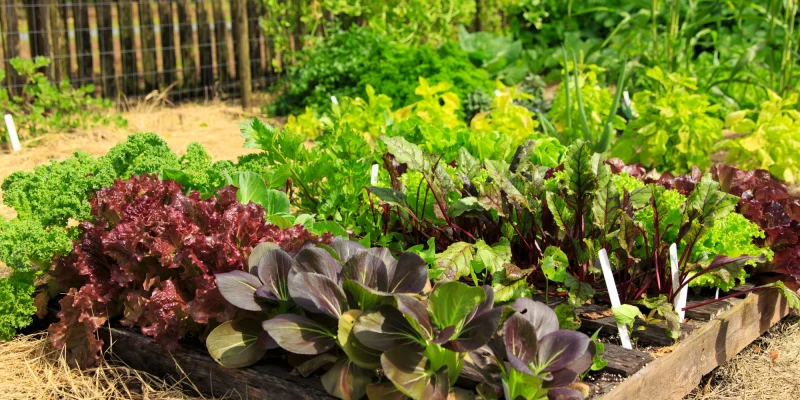garden