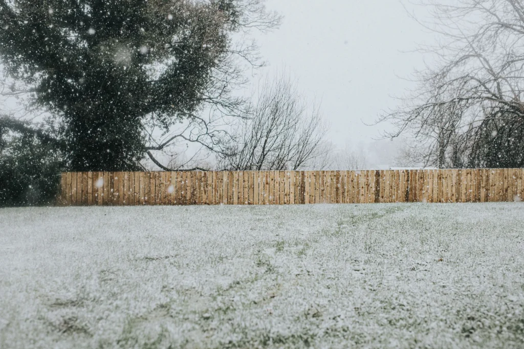 grass frost-covered backyard