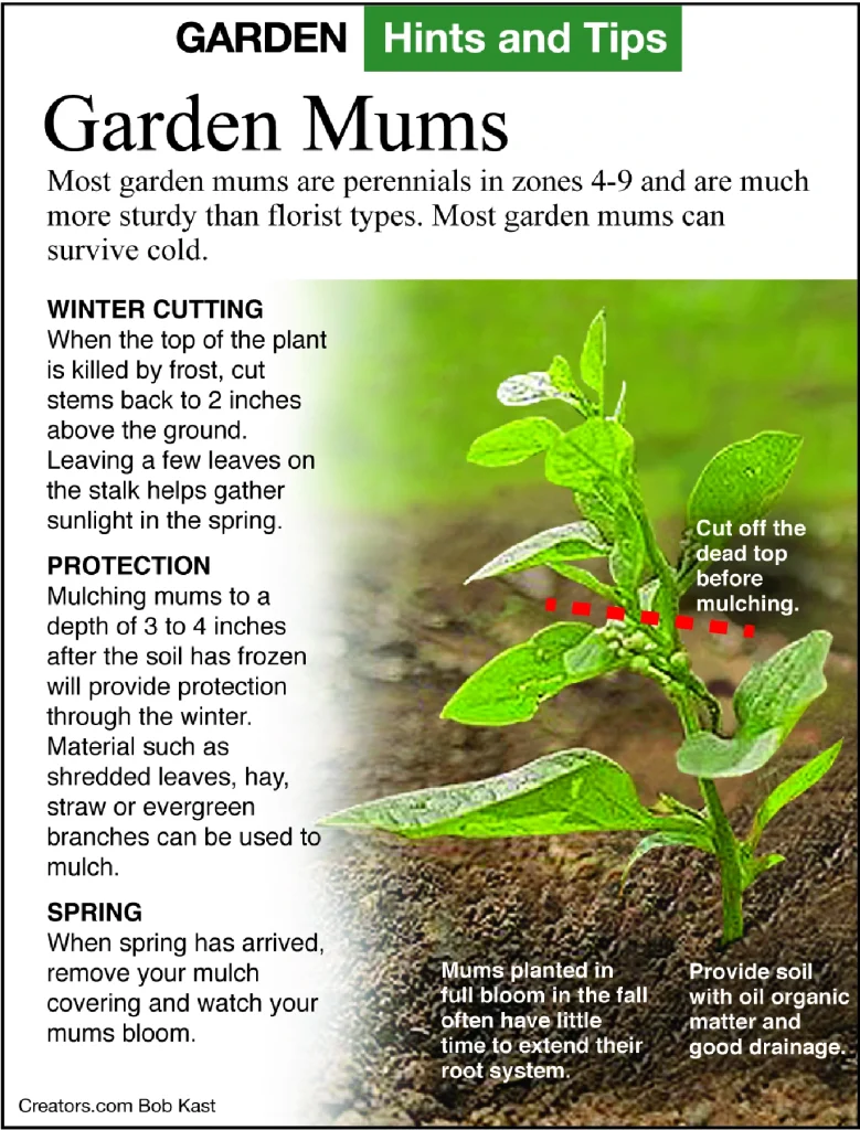 Keeping Fall Chrysanthemums Another Year garden mums infographic by Jeff Rugg of A Greener View