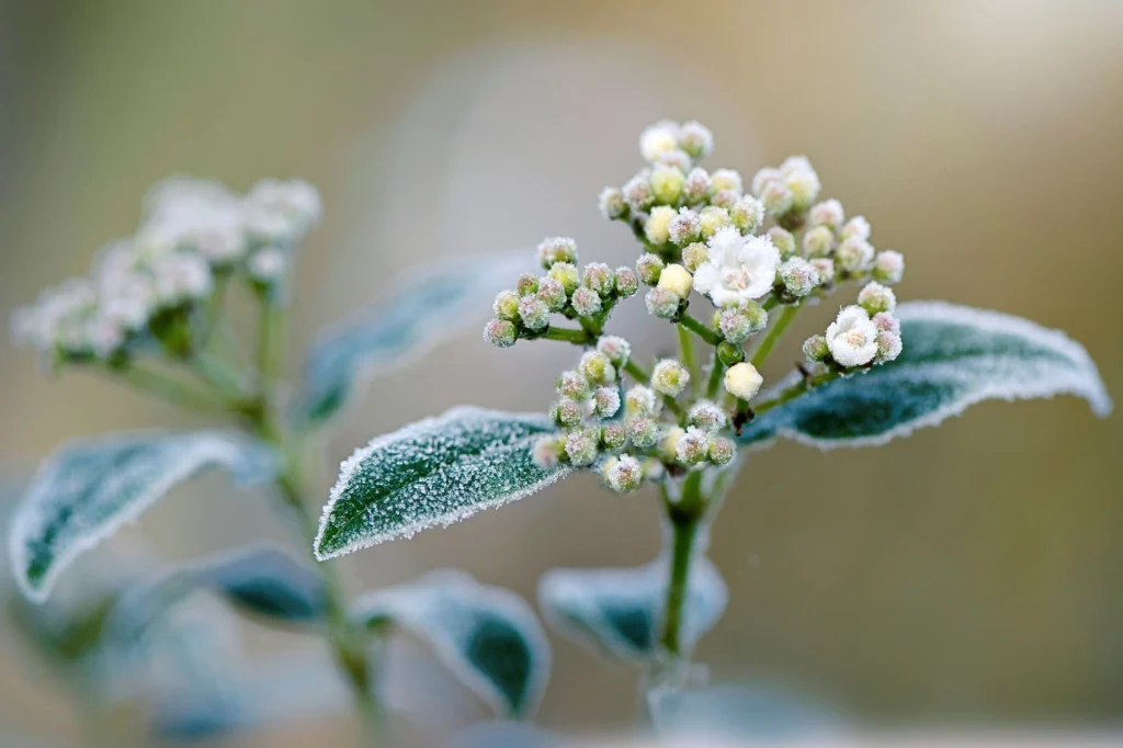 icy flowers