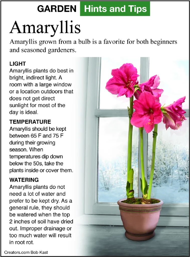Amaryllis Care for Bigger Bulbs and More Flowers infographic from A Greener View Jeff Rugg