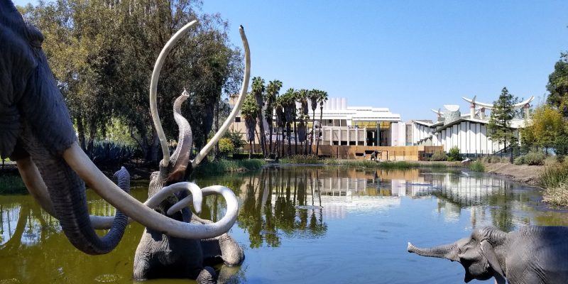 La Brea Tar Pits looks toward the Los Angeles County Museum of Art and the Academy Museum of Motion Pictures. Photo courtesy of Jim Farber.