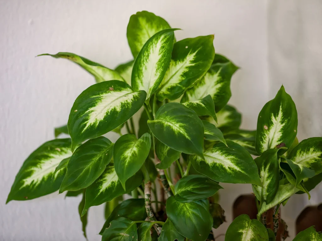 Dieffenbachia