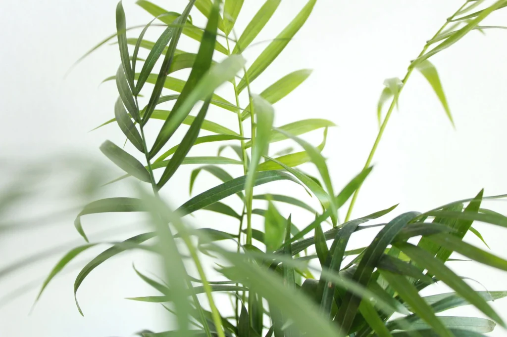 The Neanthe Bella Palm