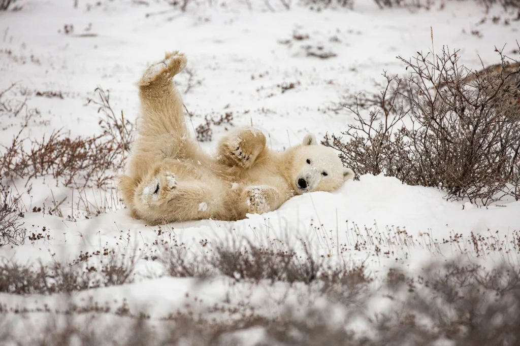 cute polar bear in the snow in churchhill, manitoba canada