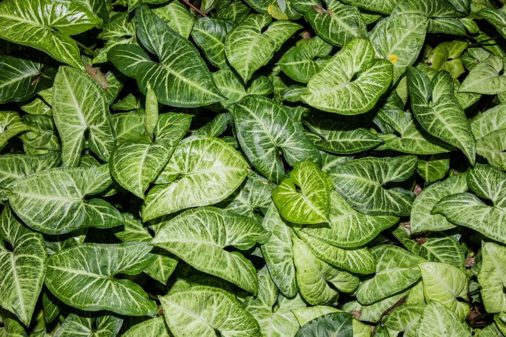 Arrowhead Vine