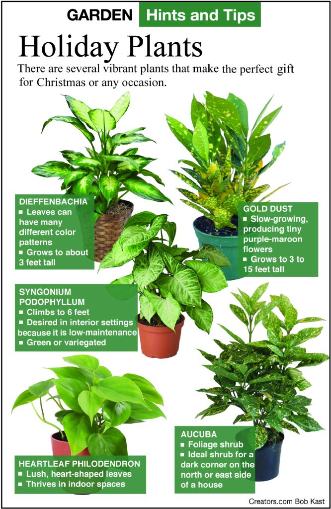 Gift Basket Plants by Jeff Rugg