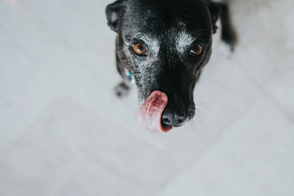 black dog begging for pet food