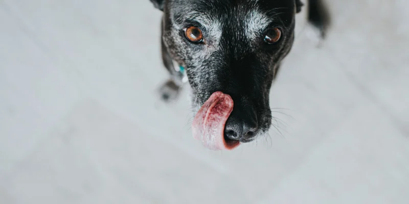black dog begging for pet food