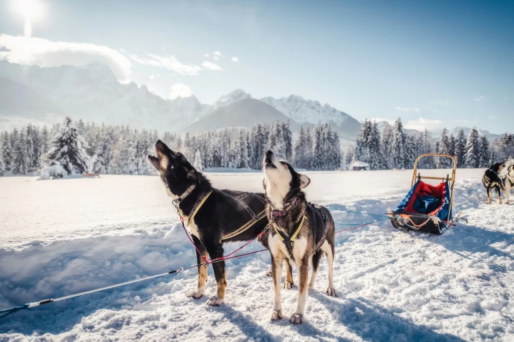 sledding dogs howling