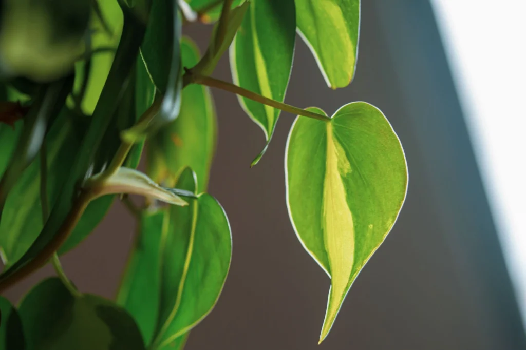 Heart Leaf Philodendron