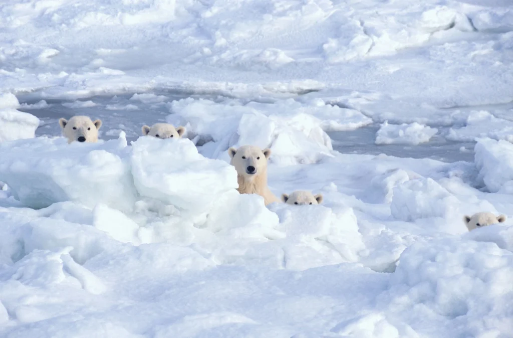 polar bears manitoba churchhill canada